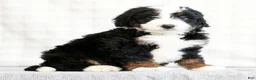 Mini Bernedoodle dogs for sale: Koah - Ad 3