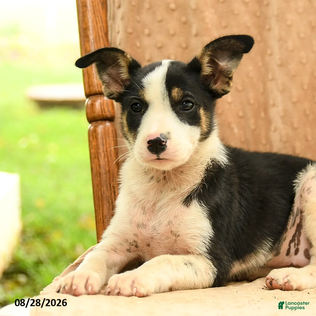 Mixed Breed dogs for sale: Faith - Ad 5