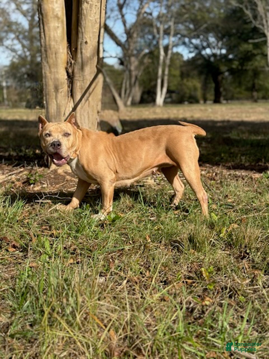 American Bully dogs for sale: Nova - Ad 3