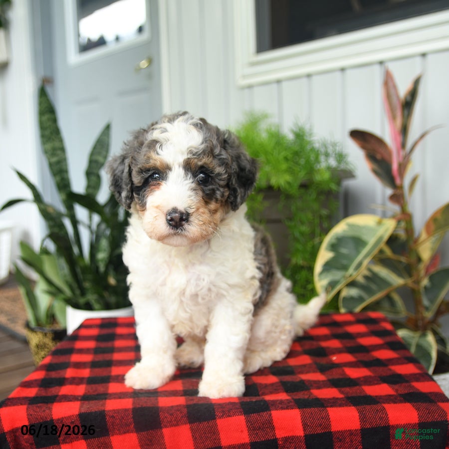 Mini Bernedoodle dogs Cooper - Ad 2