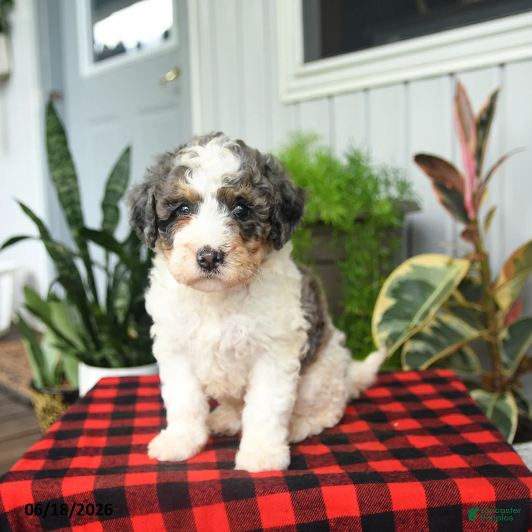 Mini Bernedoodle dogs for sale: Cooper - Ad 2