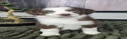 Miniature Australian Shepherd dogs for sale: Sarah - Ad 8