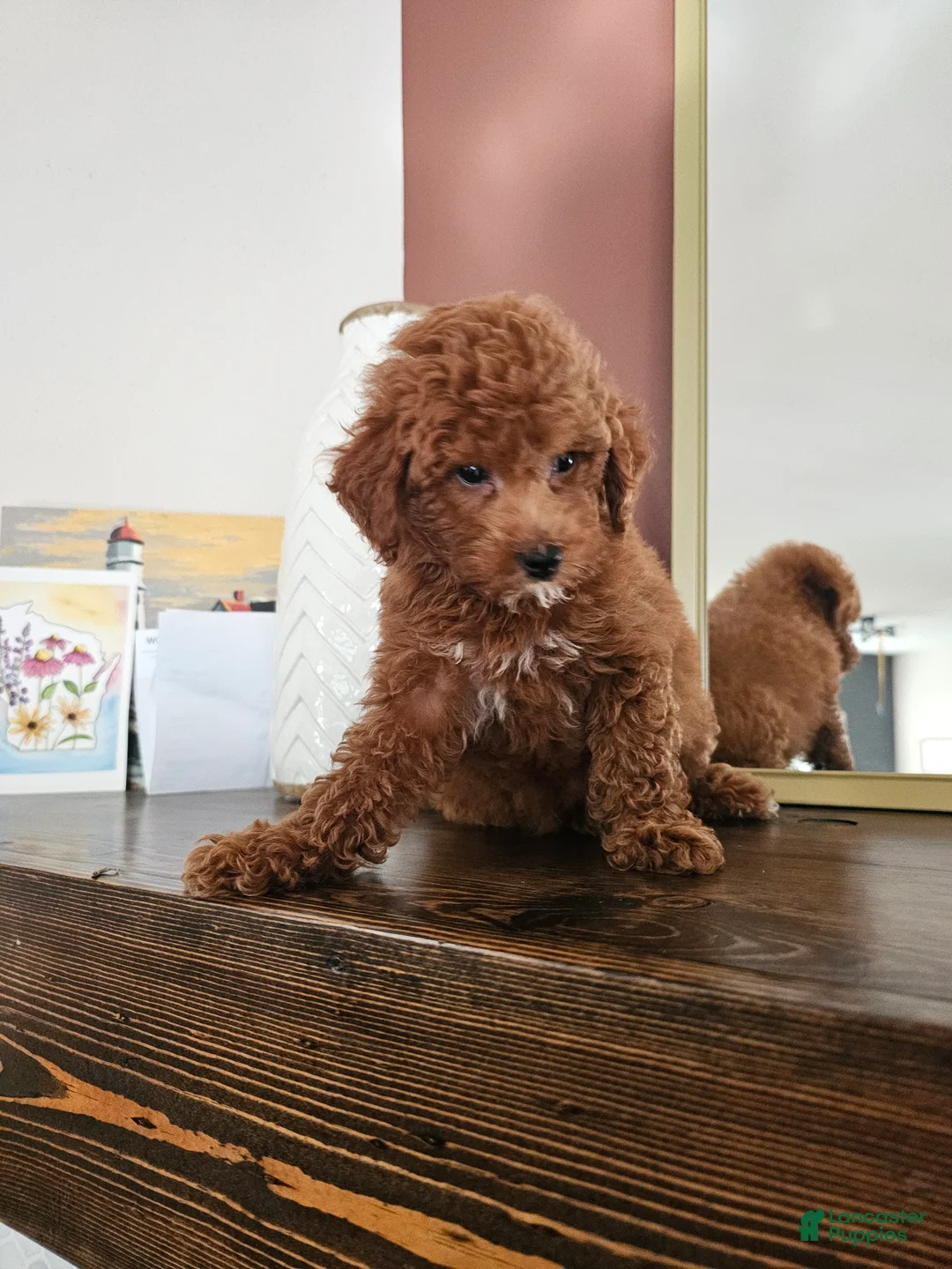 Mini Goldendoodle dogs for sale: Pink Lady - Ad 6