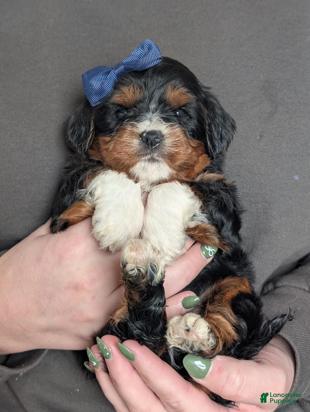 Cavapoo dogs for sale: Louie - Ad 2