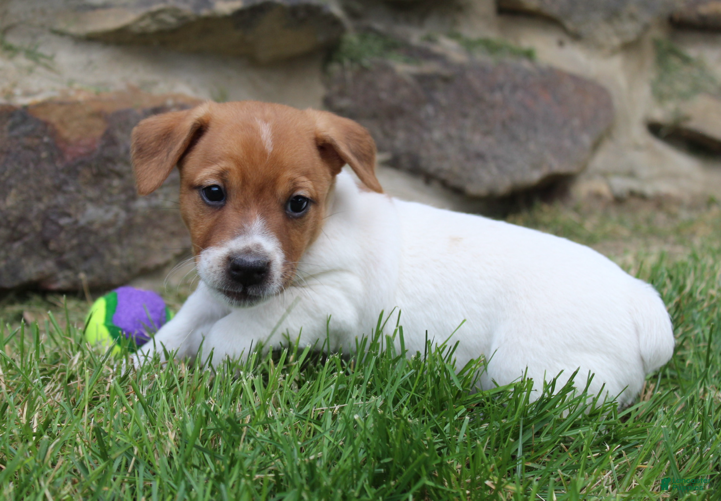 Jack Russell Terrier dogs Frankie - Ad 2