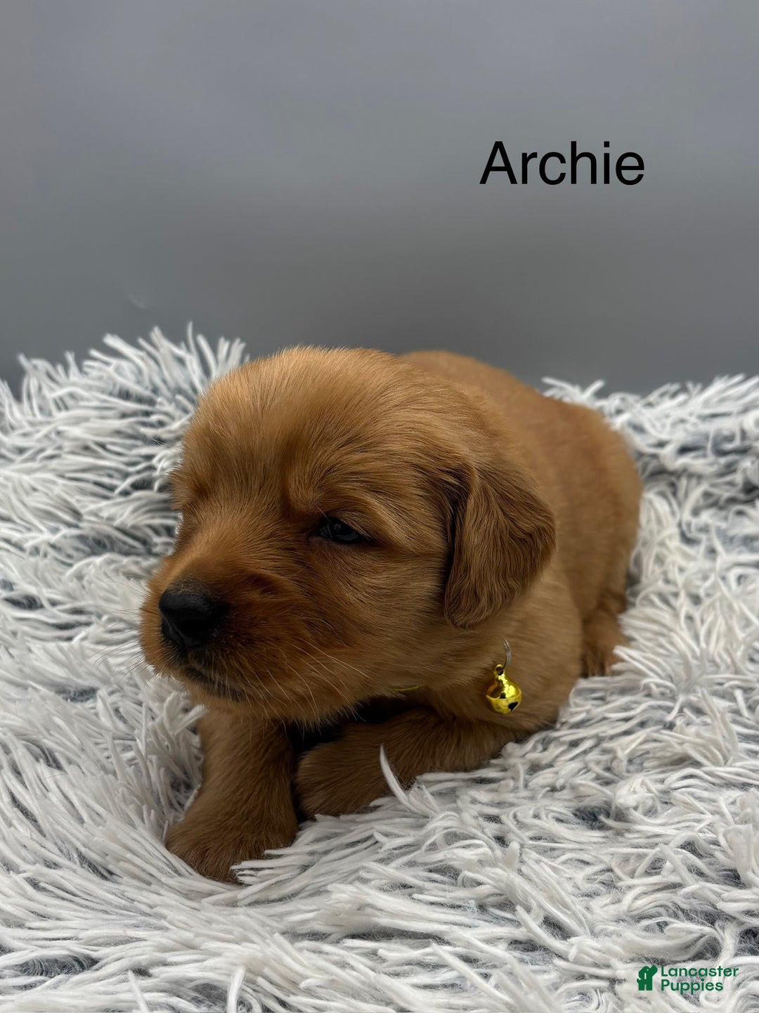 Golden Retriever dogs for sale: Archie. - Ad 8