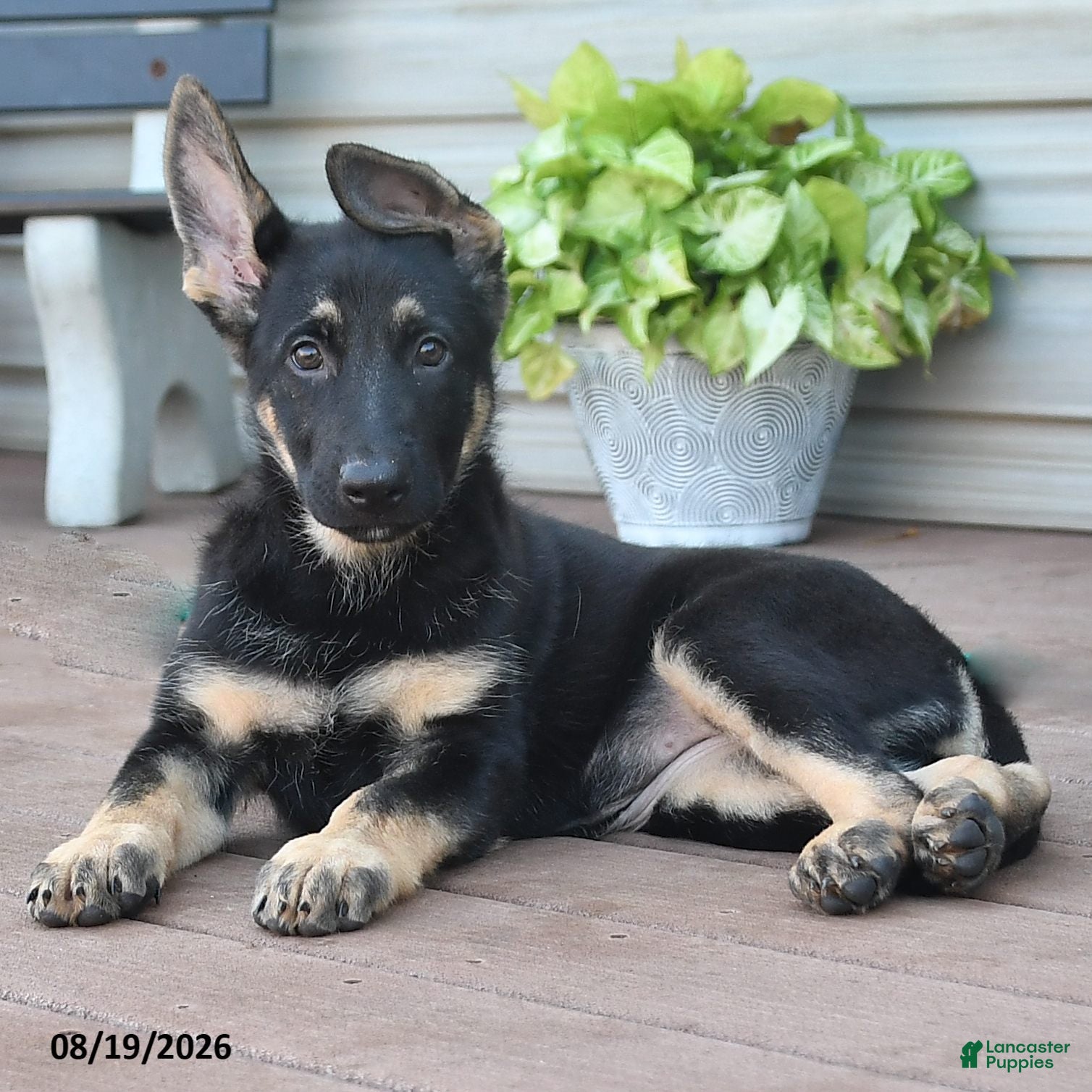 German Shepherd dogs Freya - Ad 2