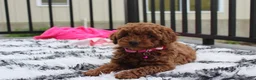 Miniature Poodle dogs for sale: Sally - Ad 8
