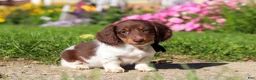 Dachshund dogs for sale: Chase - Ad 5