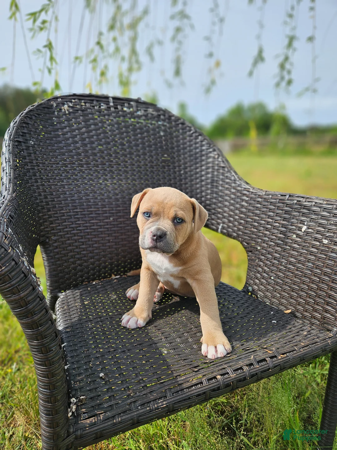 Mixed Breed dogs for sale: Marley - Ad 1