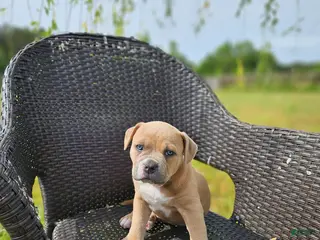 Mixed Breed dogs for sale: Marley - Ad 2