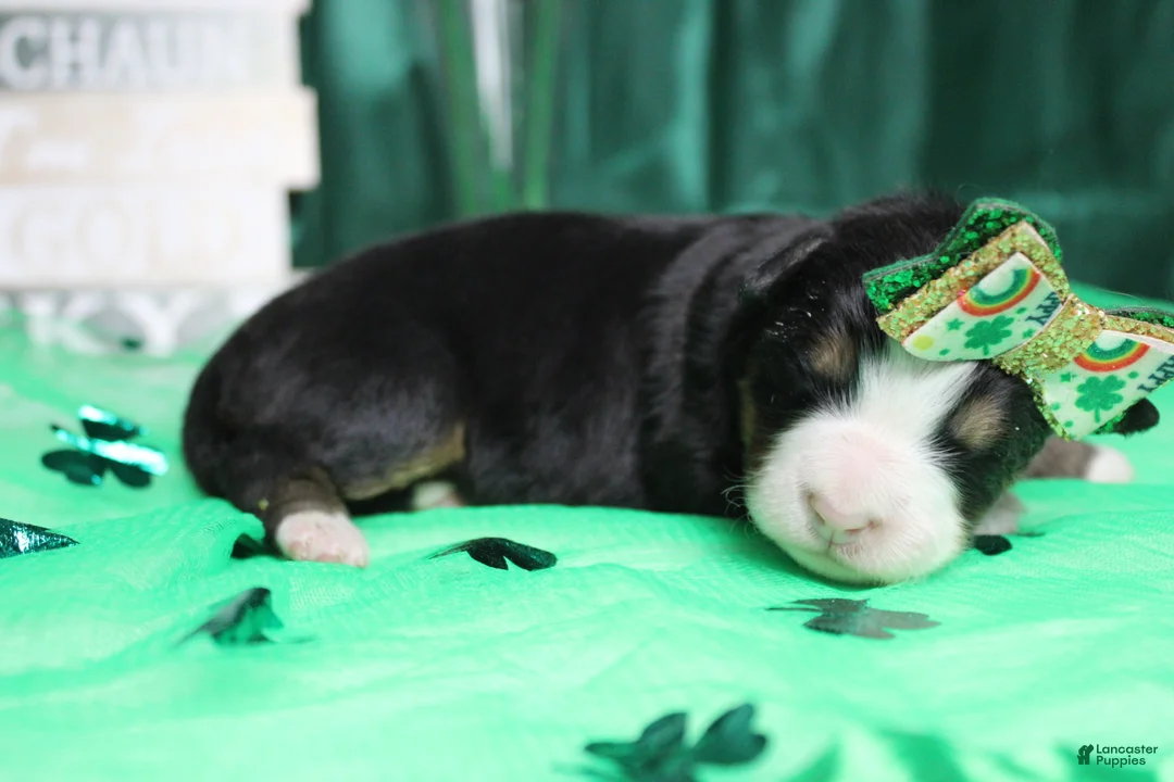 Bernese Mountain Dog dogs for sale: Natalie  - Ad 5