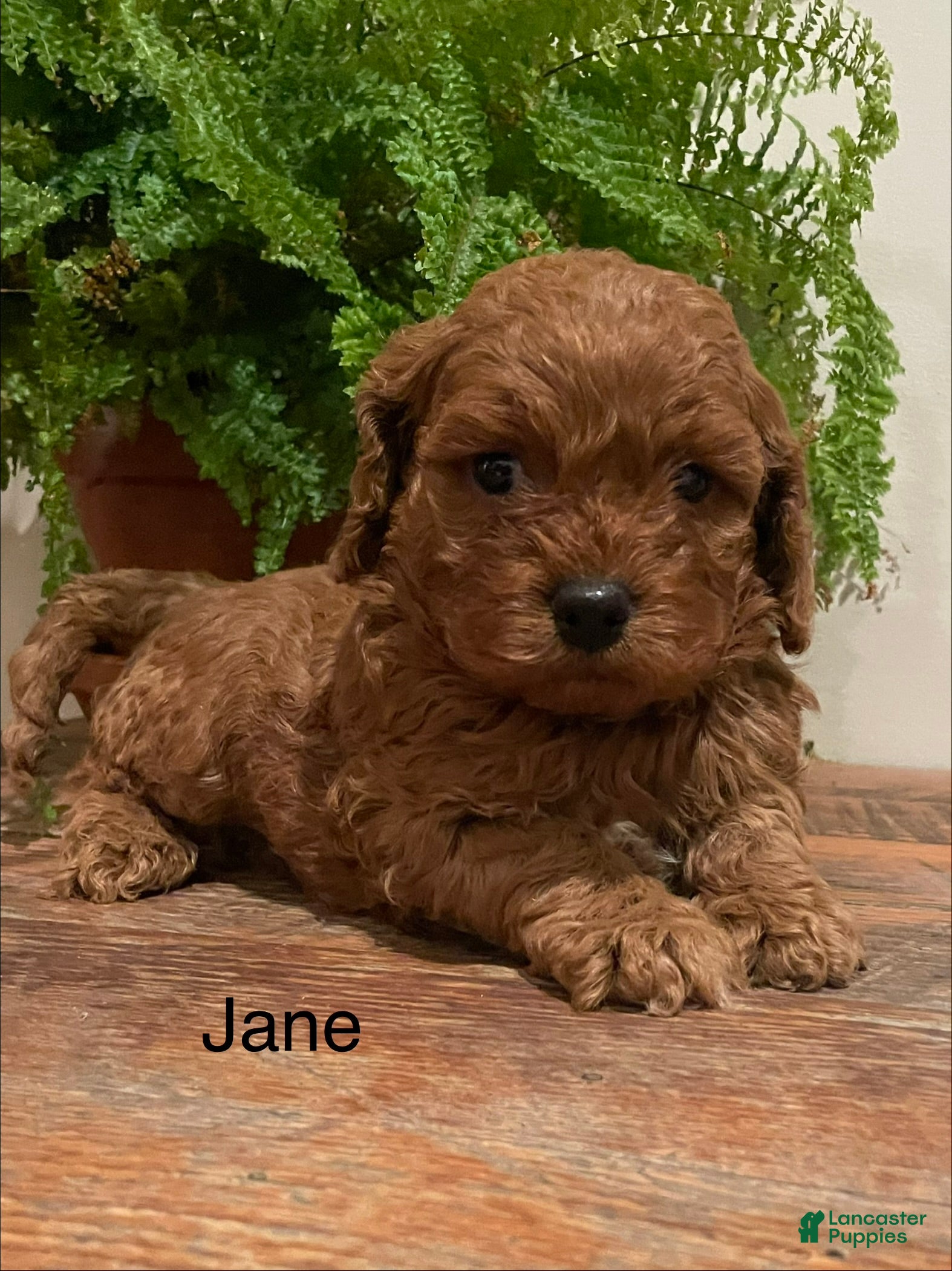 Cockapoo dogs Jane - Ad 1