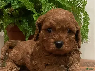 Cockapoo dogs for sale: Jane - Ad 1
