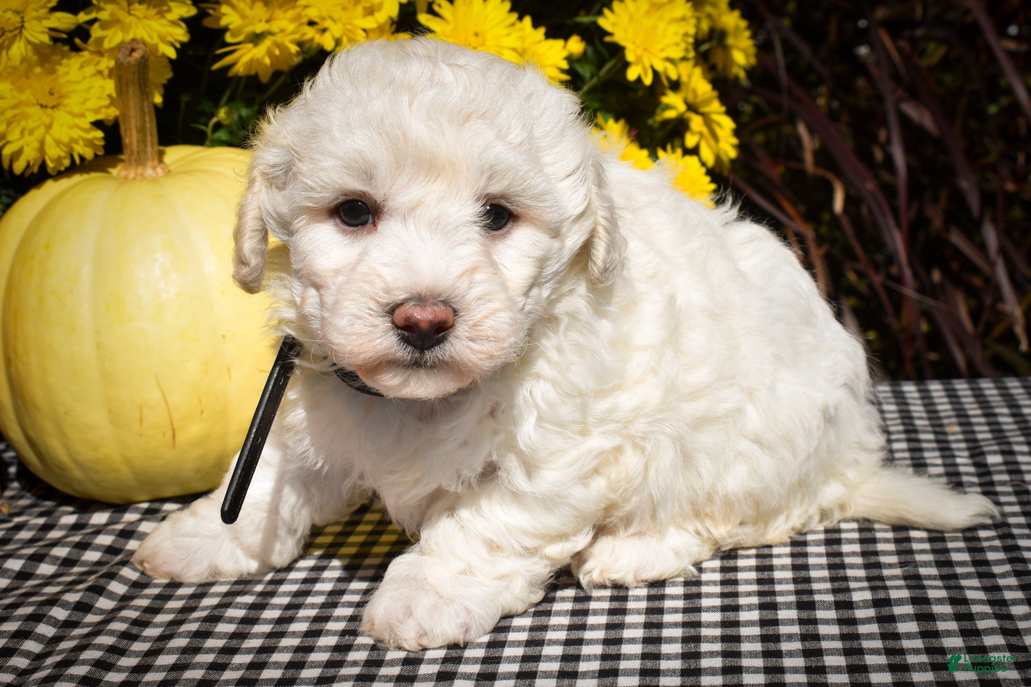 Maltese dogs Dixie💕   - Ad 2