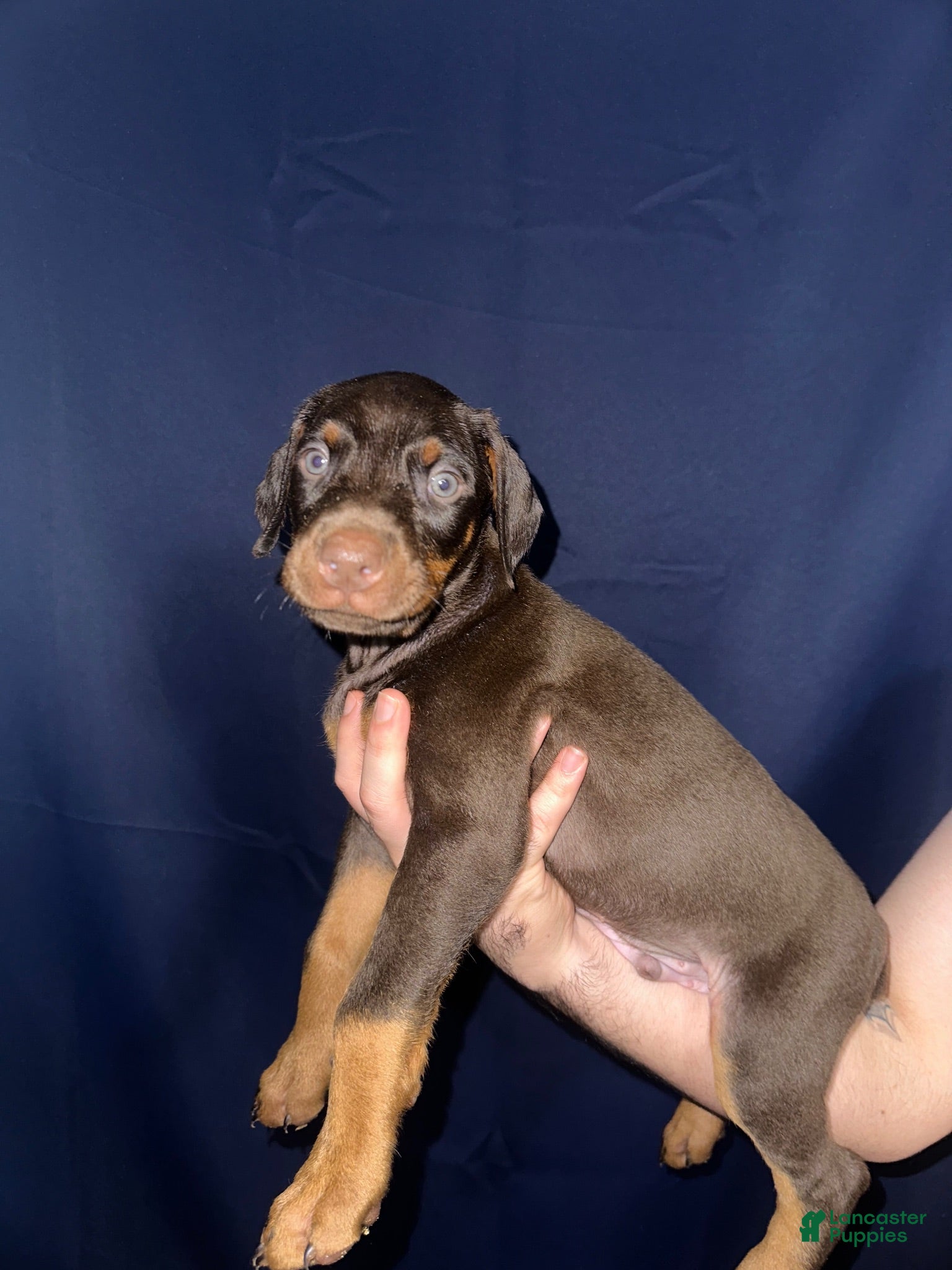 Doberman Pinscher dogs Doberman Pinscher 2 - Ad 6