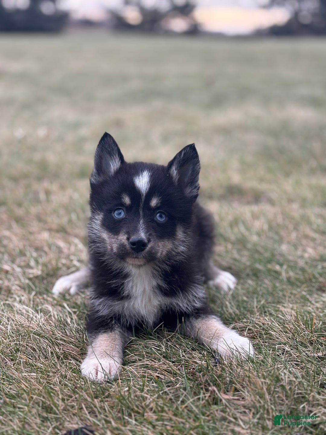 Pomsky dogs for sale: Thomas - Ad 3