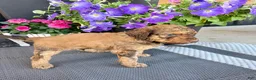 Standard Poodle dogs for sale: Black Collar   - Ad 2