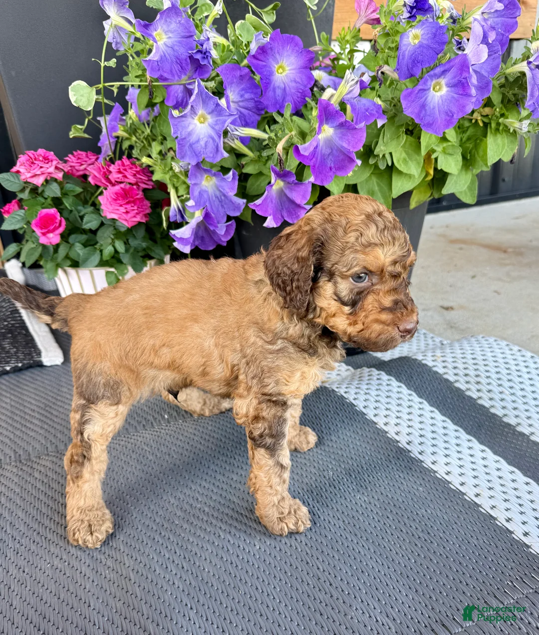 Standard Poodle dogs for sale: Black Collar   - Ad 2