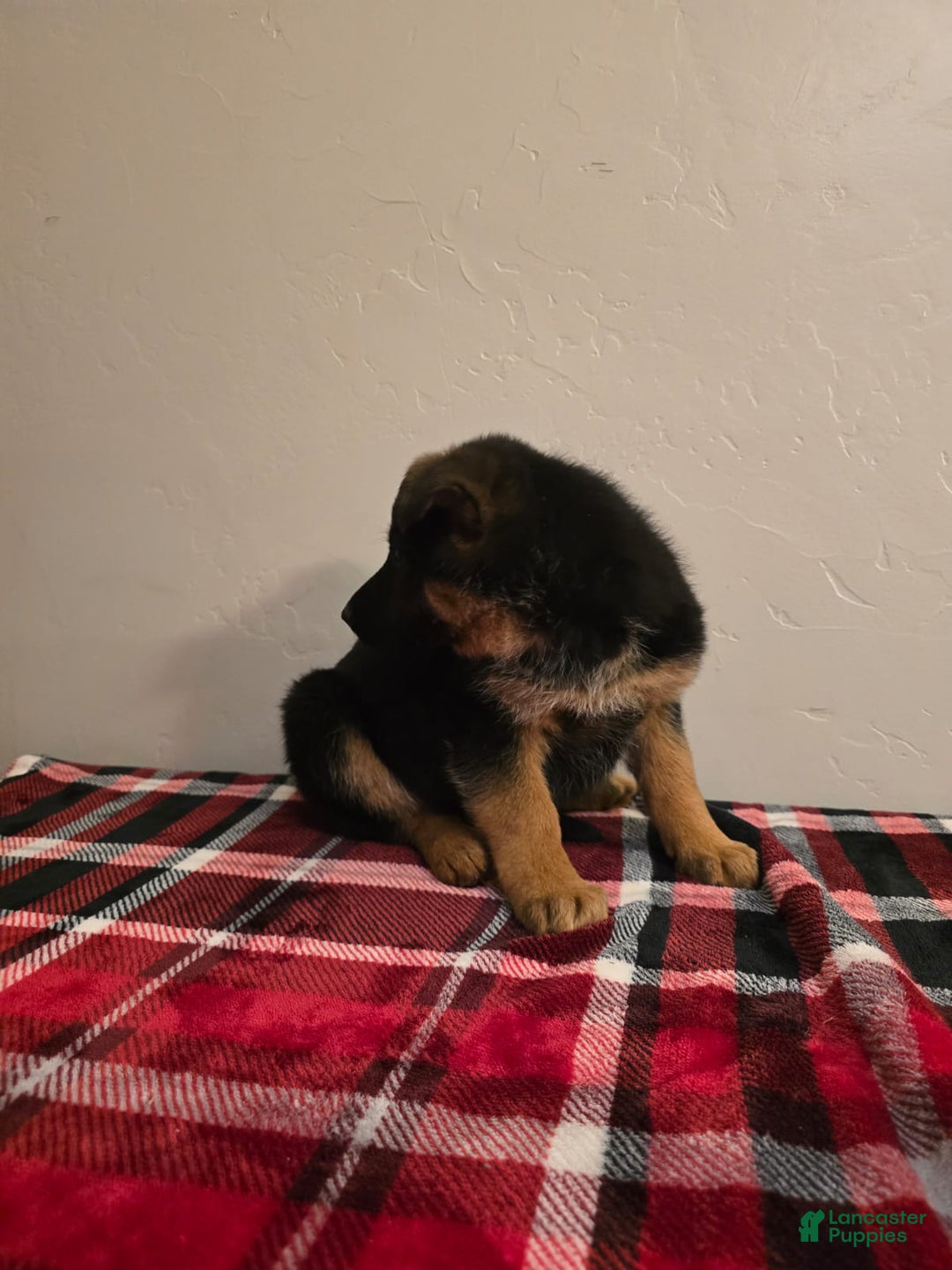 German Shepherd dogs for sale: Inka - Ad 4
