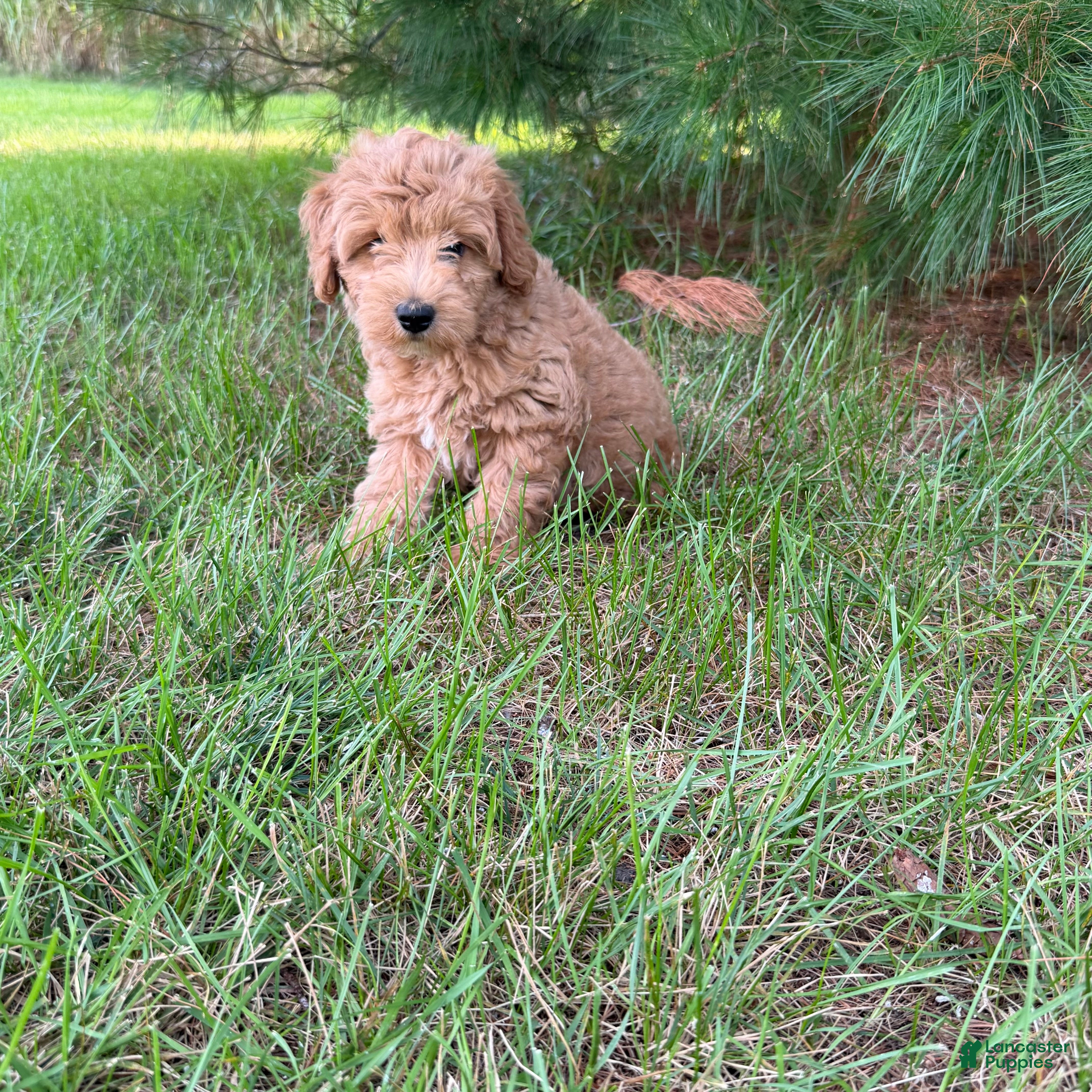 Mini Goldendoodle dogs Lexi Mini Goldendoodle  - Ad 2
