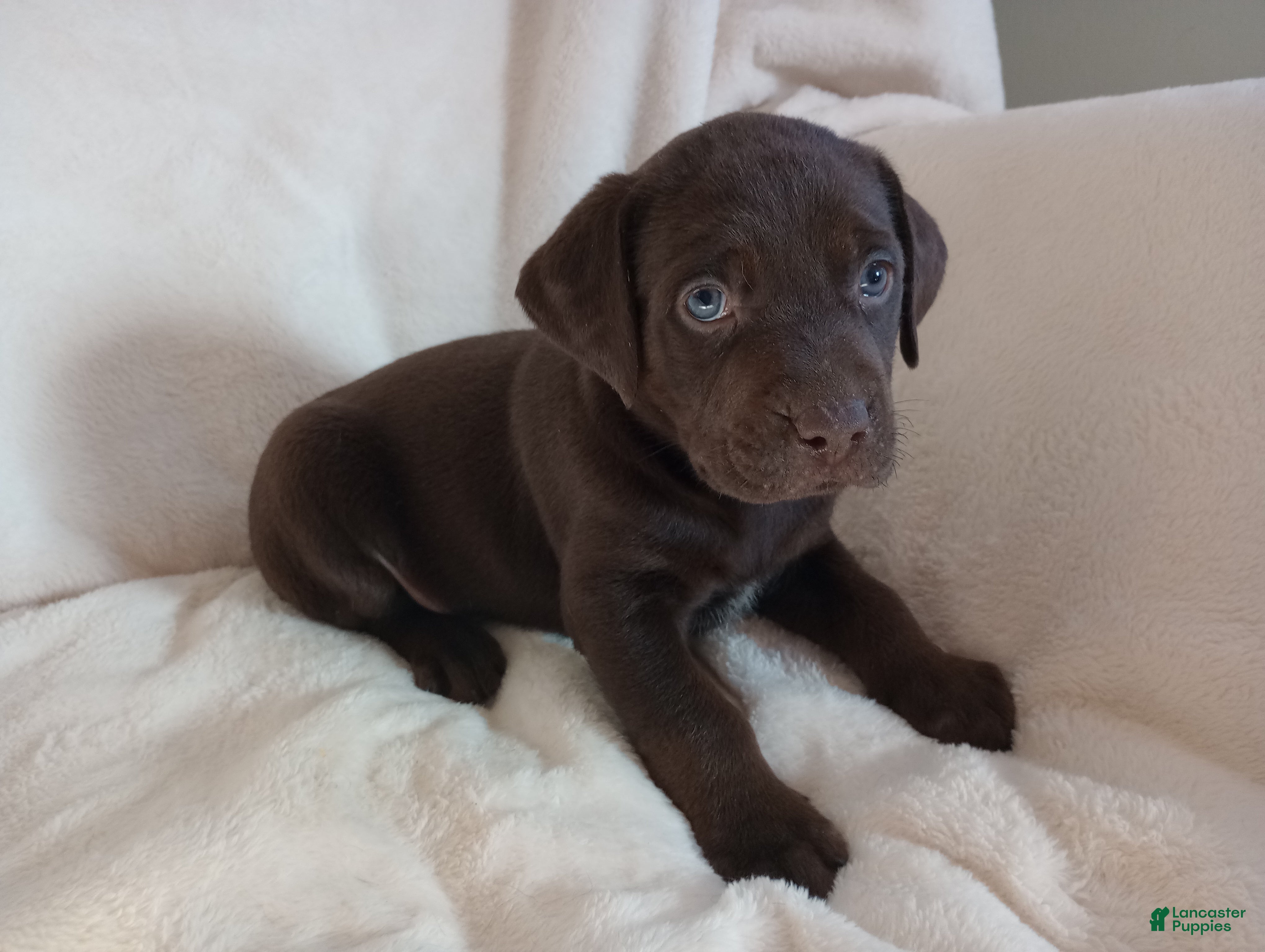 Labrador Retriever dogs Ollie - Ad 1