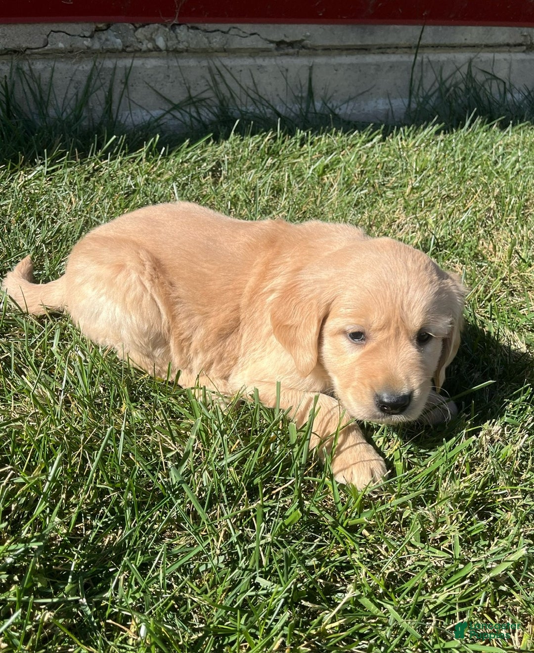 Golden Retriever dogs for sale: Max - Ad 2