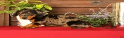 Miniature Dachshund dogs for sale: Tumbles - Ad 7