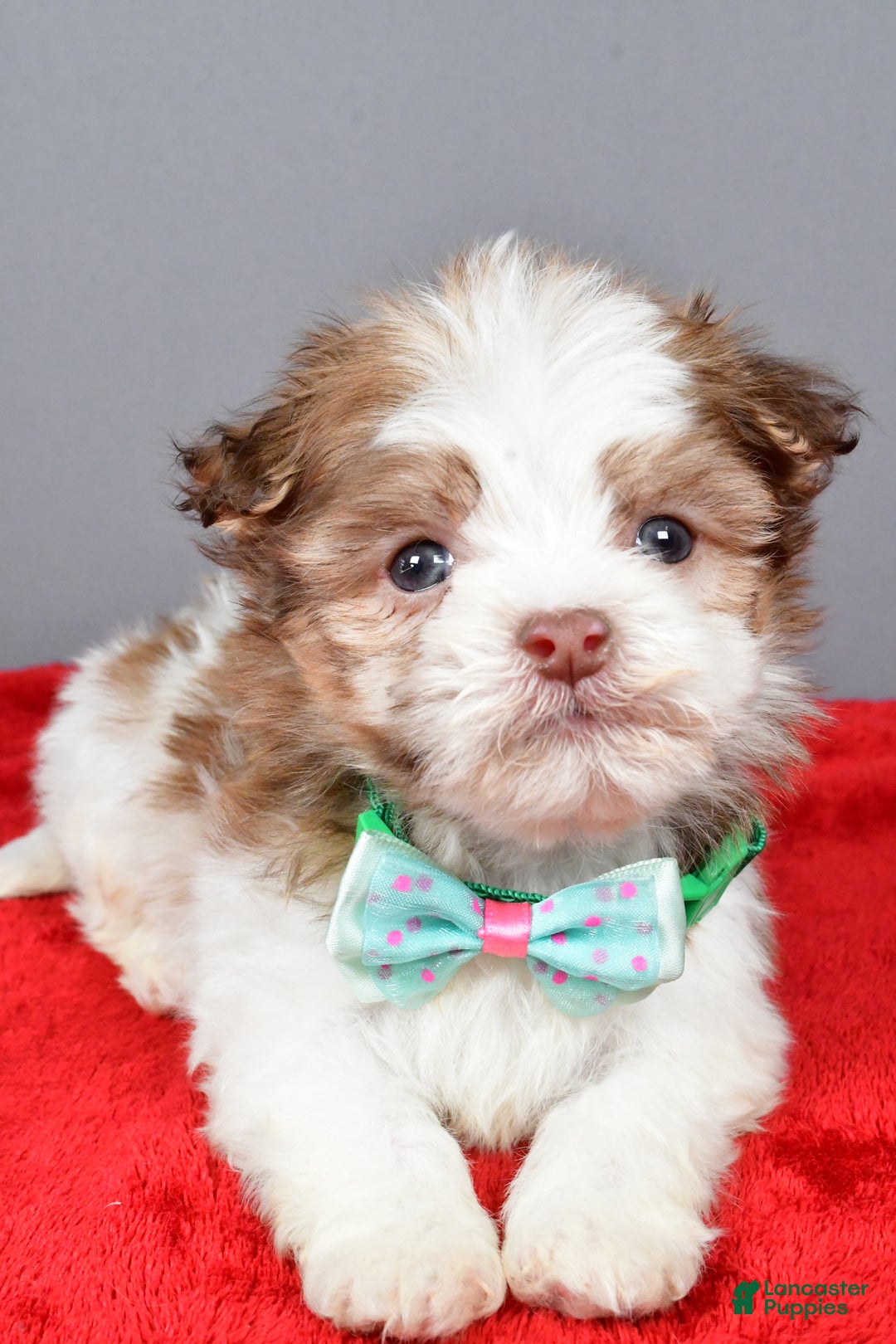 Havanese dogs for sale: Clifford - Ad 3