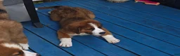 Mixed Breed dogs for sale: Marley - Ad 58