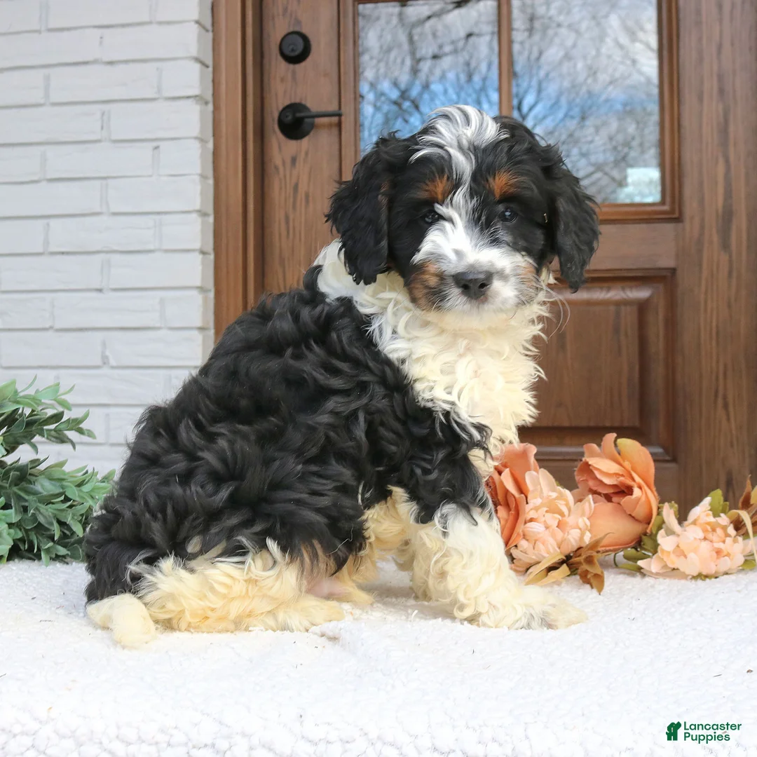 Cavapoo dogs for sale: Nash  - Ad 2