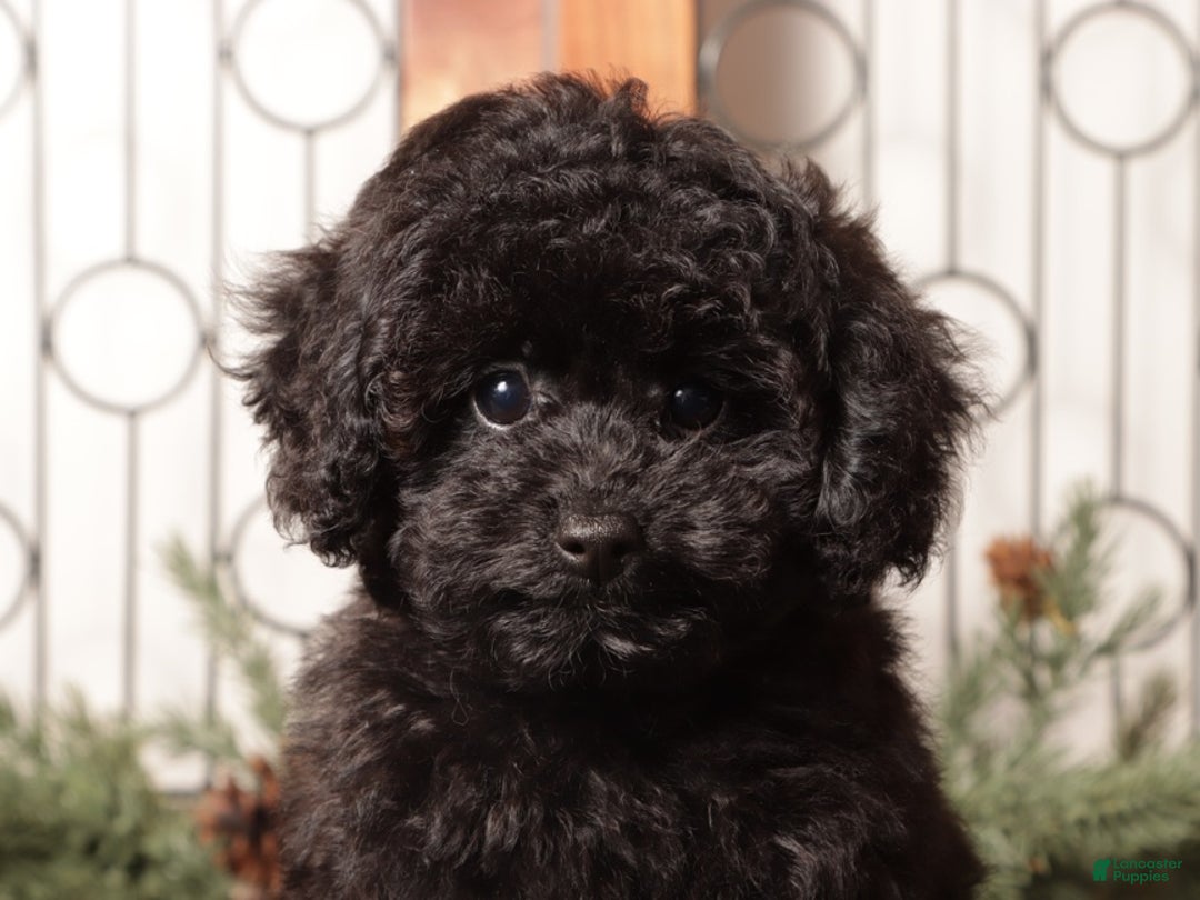 Toy Poodle dogs for sale: Jellybean  - Ad 2