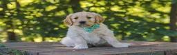 Mixed Breed dogs for sale: Jett - Ad 2