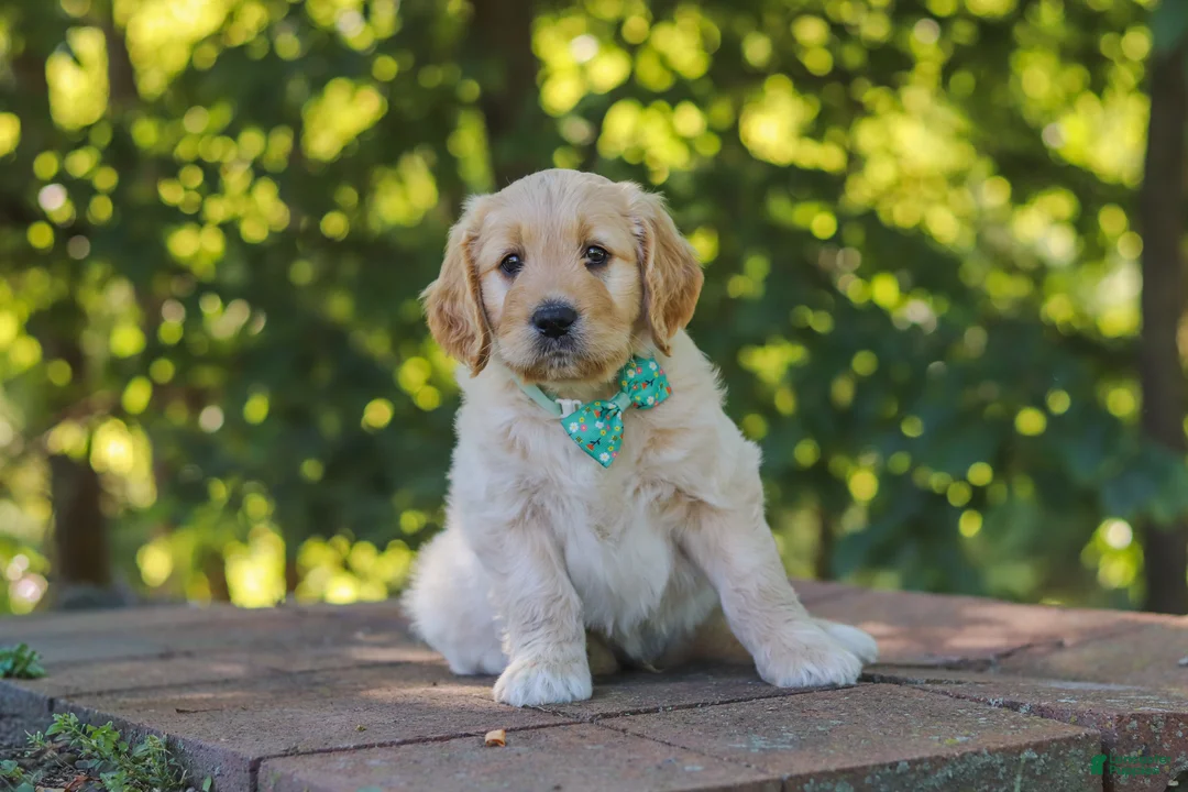 Mixed Breed dogs for sale: Jett - Ad 2
