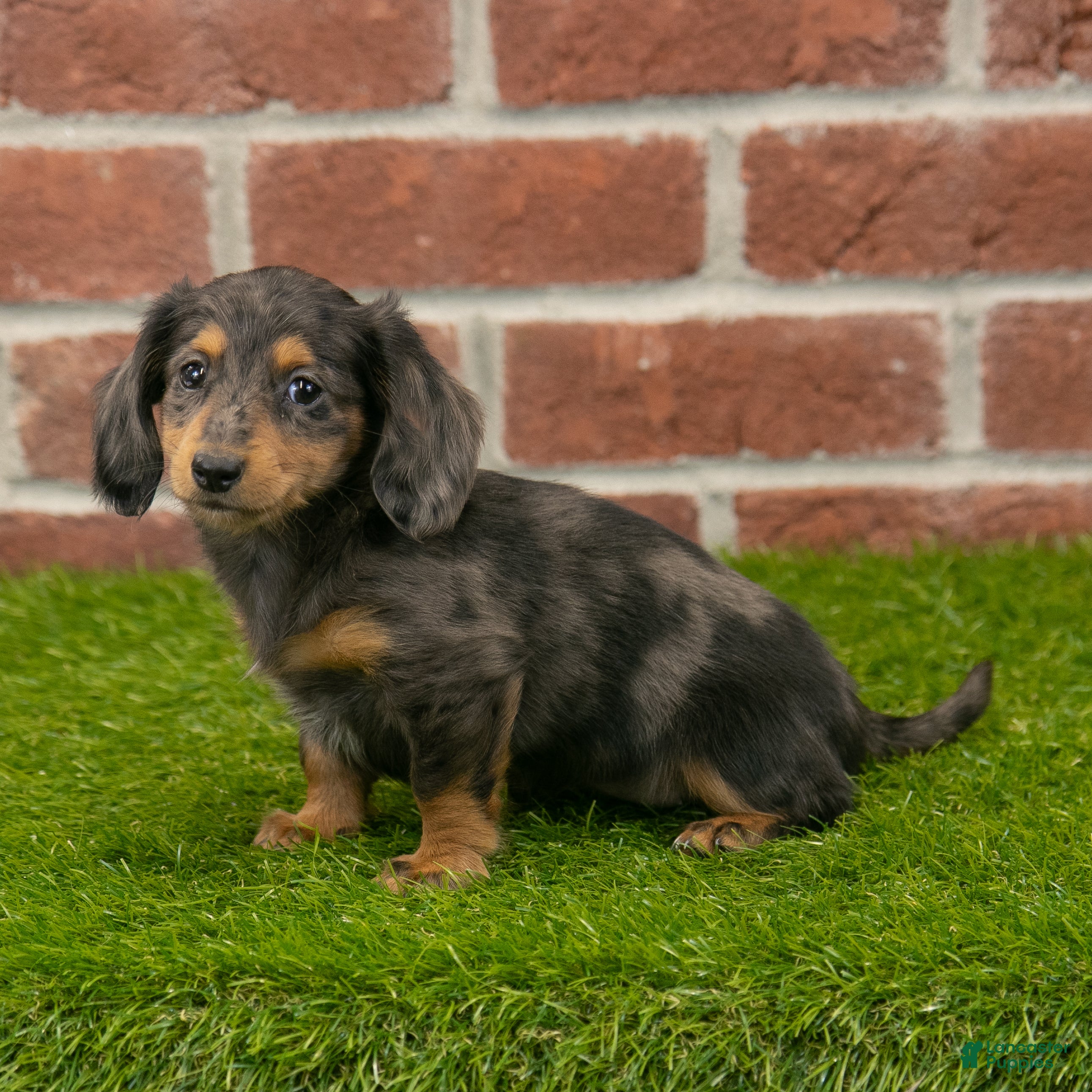 Dapple Dachshund Miniature Near Me Miniature Dachshund Puppies For