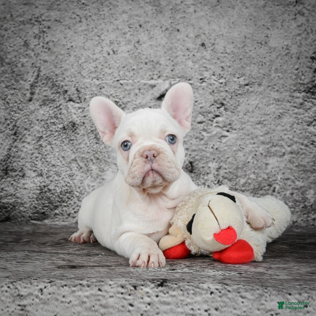 French Bulldog dogs for sale: Bella - Ad 7