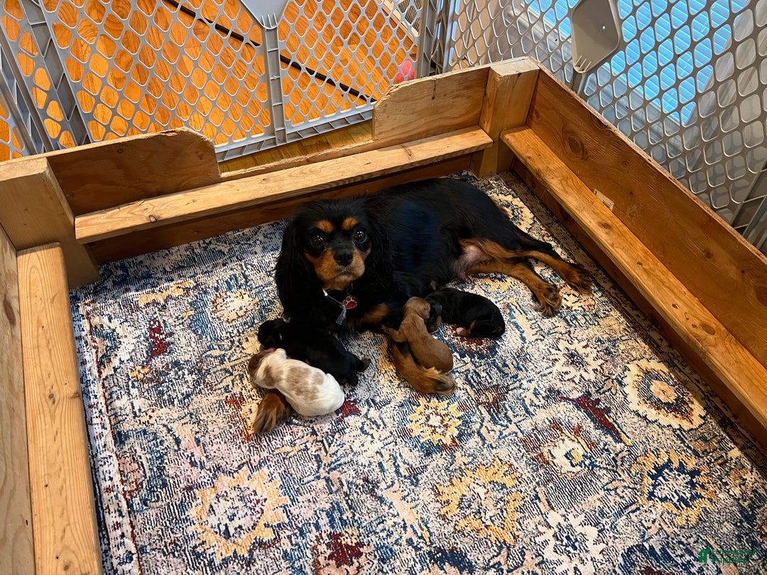 Cavalier King Charles Spaniel dogs for sale: Girl 1  - Ad 6