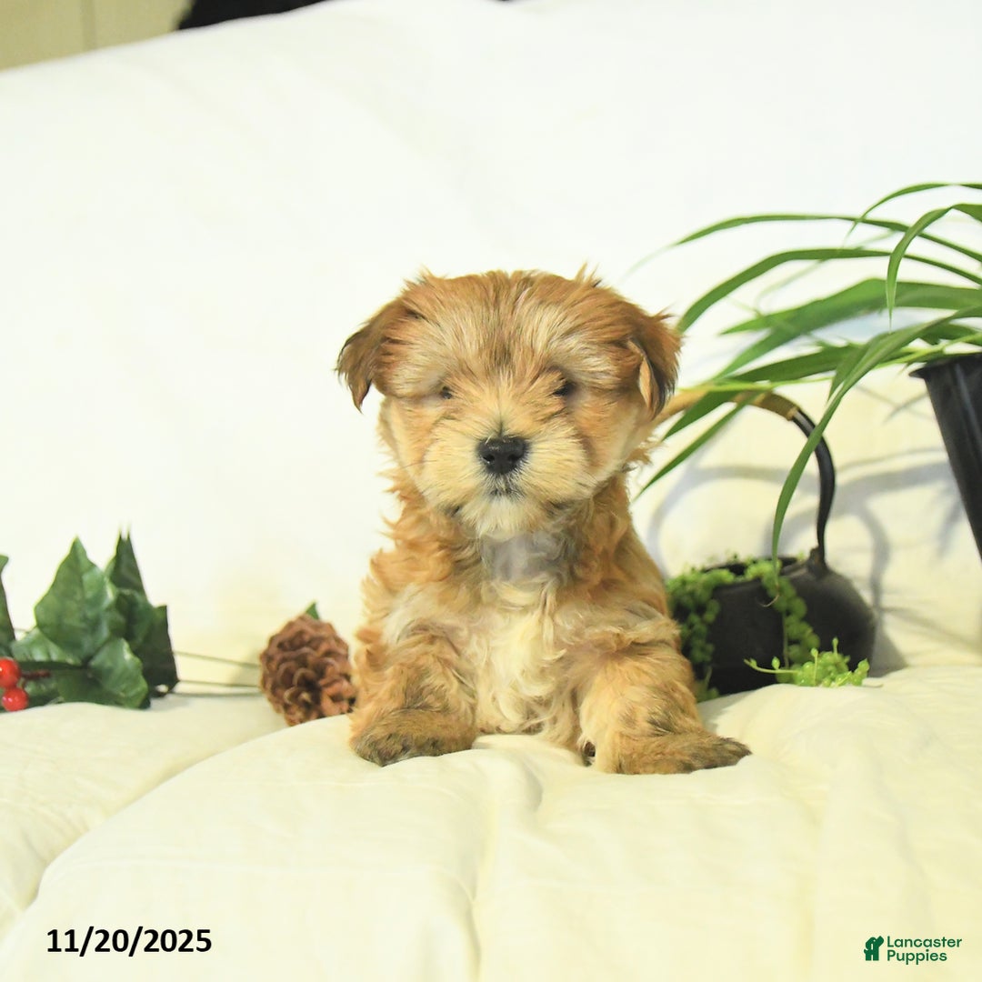 Yochon dogs for sale: Pearl  - Ad 3