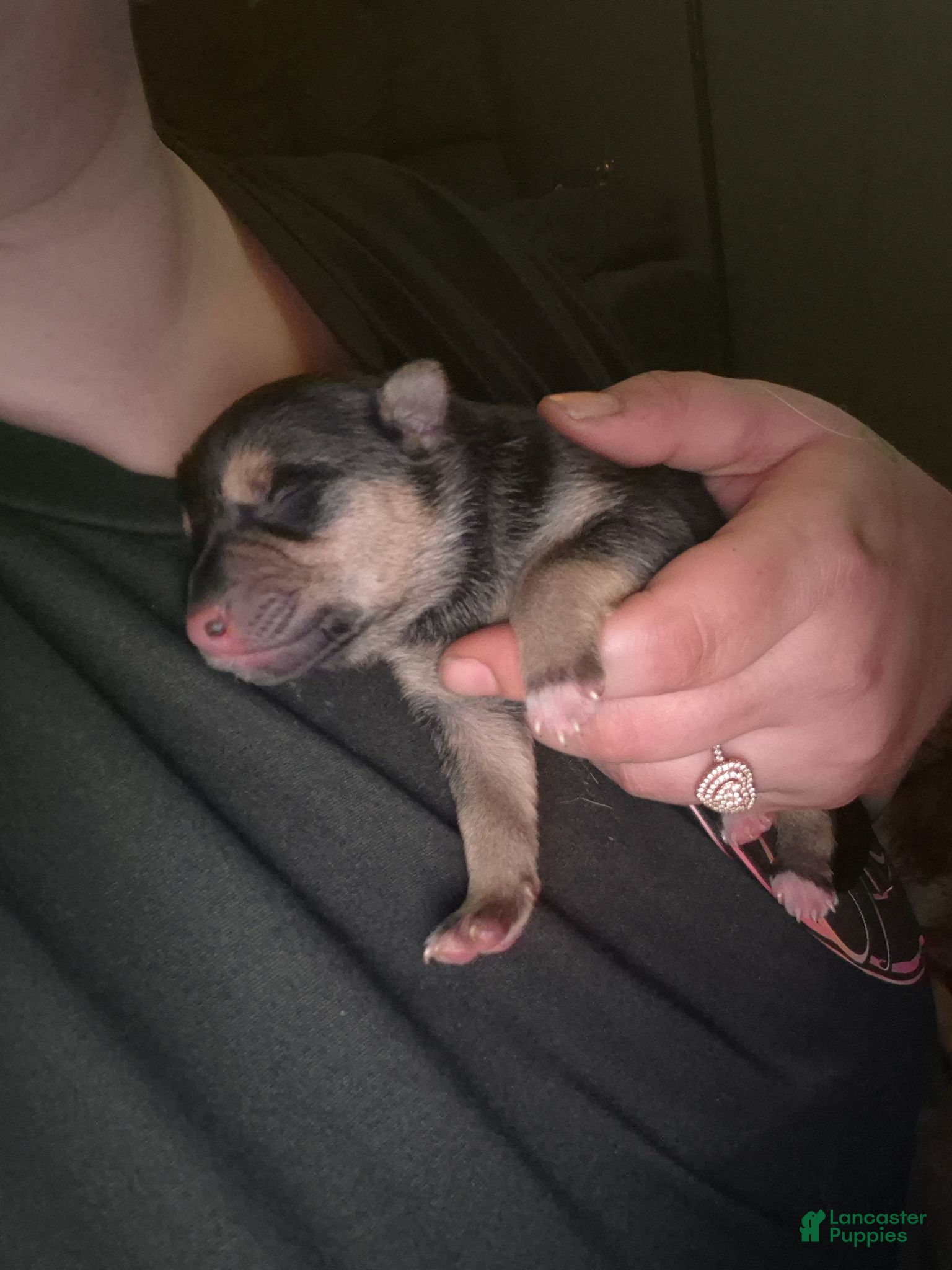 Mixed Breed dogs Mixed Breed 7 - Ad 35