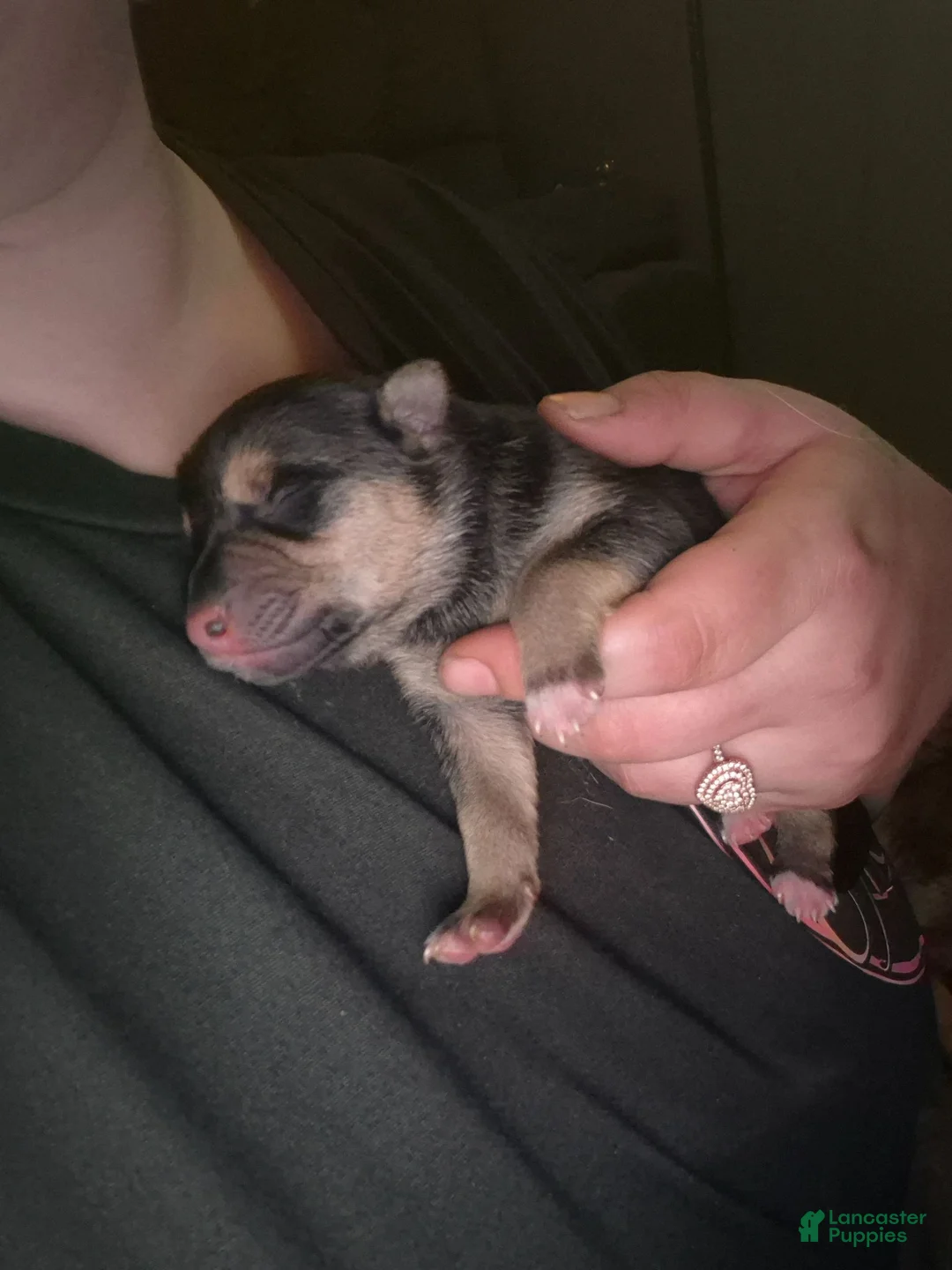 Mixed Breed dogs for sale: Mixed Breed 7 - Ad 1