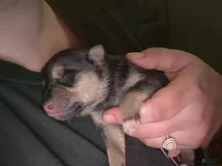 Mixed Breed dogs Mixed Breed 7 - Ad 35