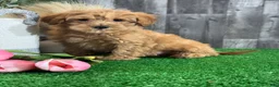 Yorkiepoo dogs for sale: Ollie - Ad 1