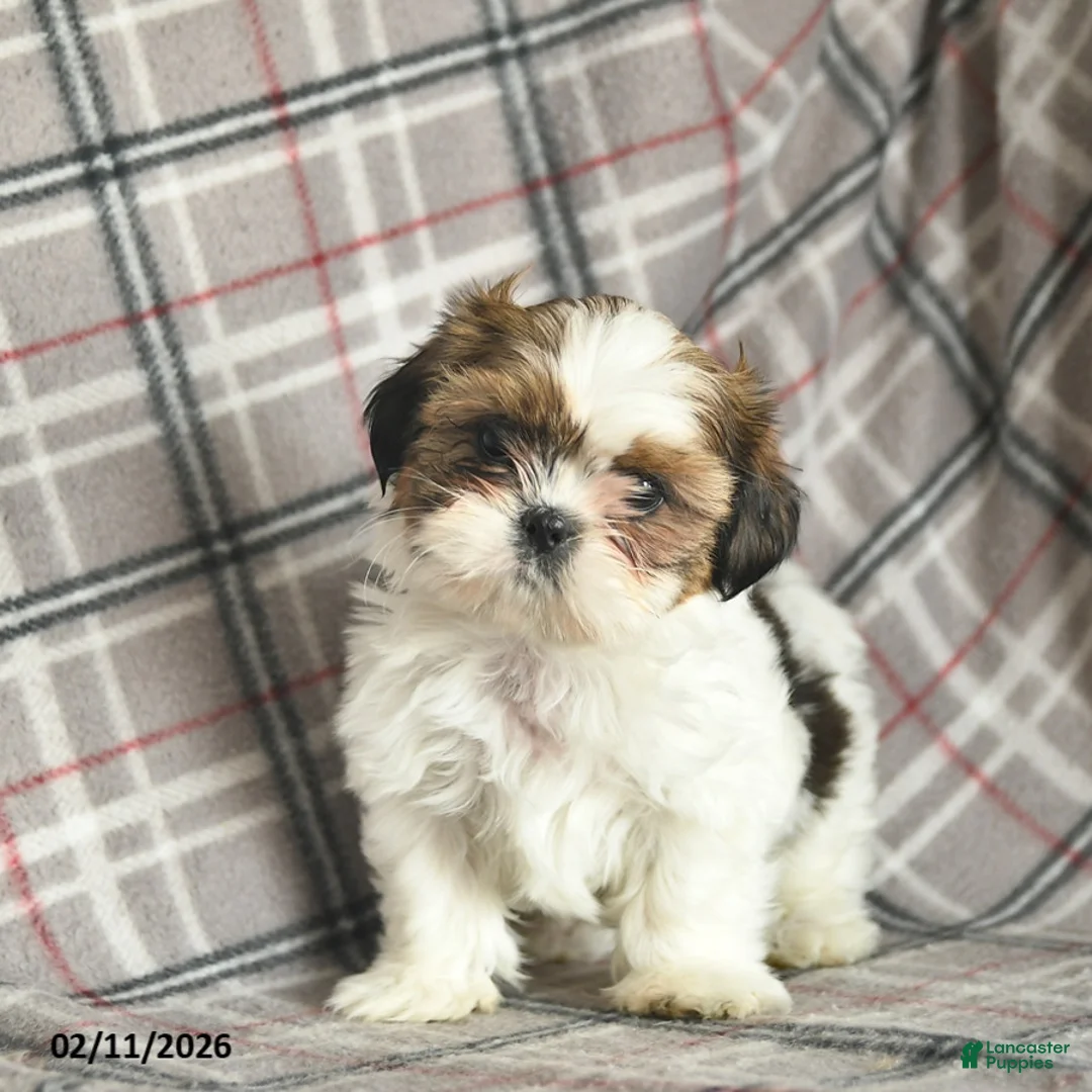 Shih Tzu dogs for sale: Victor  - Ad 2