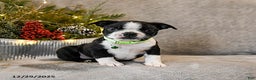 Boston Terrier dogs for sale: Cash  - Ad 4