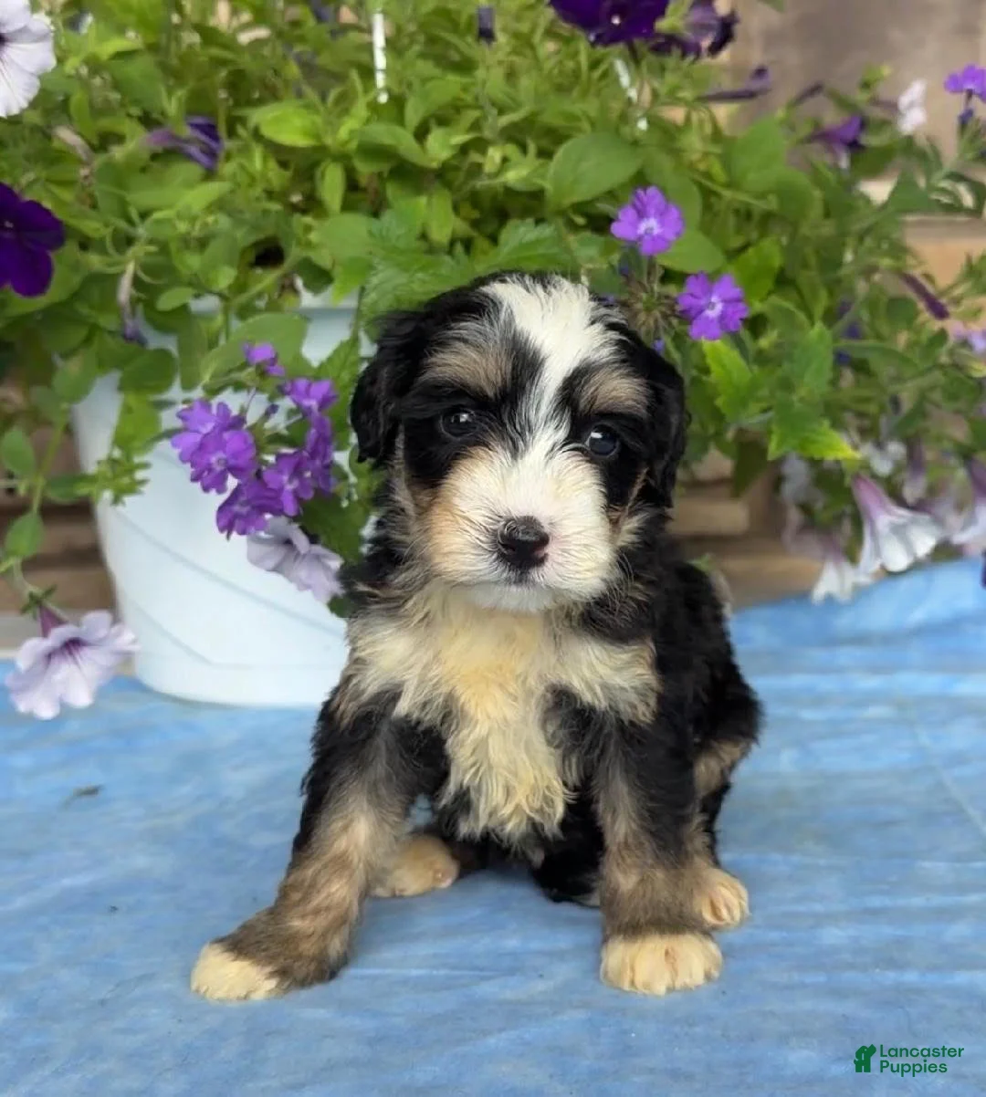 Mini Bernedoodle dogs for sale: Cammy - Ad 3
