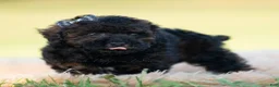 Toy Poodle dogs for sale: Dannie - Ad 7