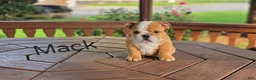 English Bulldog dogs for sale: English Bulldog 1 - Ad 4