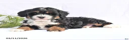 Bernedoodle dogs for sale: Bandit - Ad 2