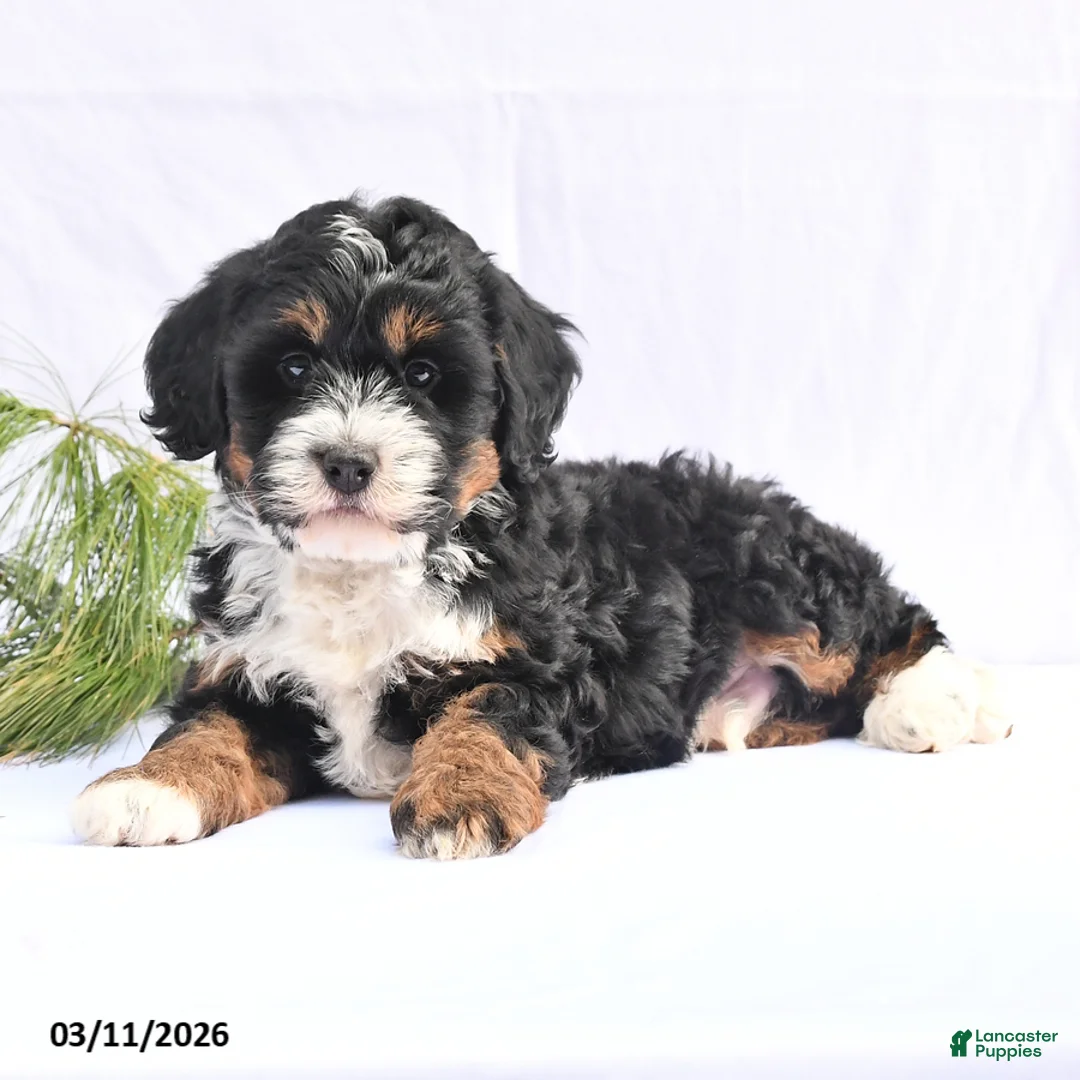 Bernedoodle dogs for sale: Bandit - Ad 2