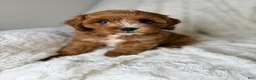 Cavapoo dogs for sale: Atlas  - Ad 8